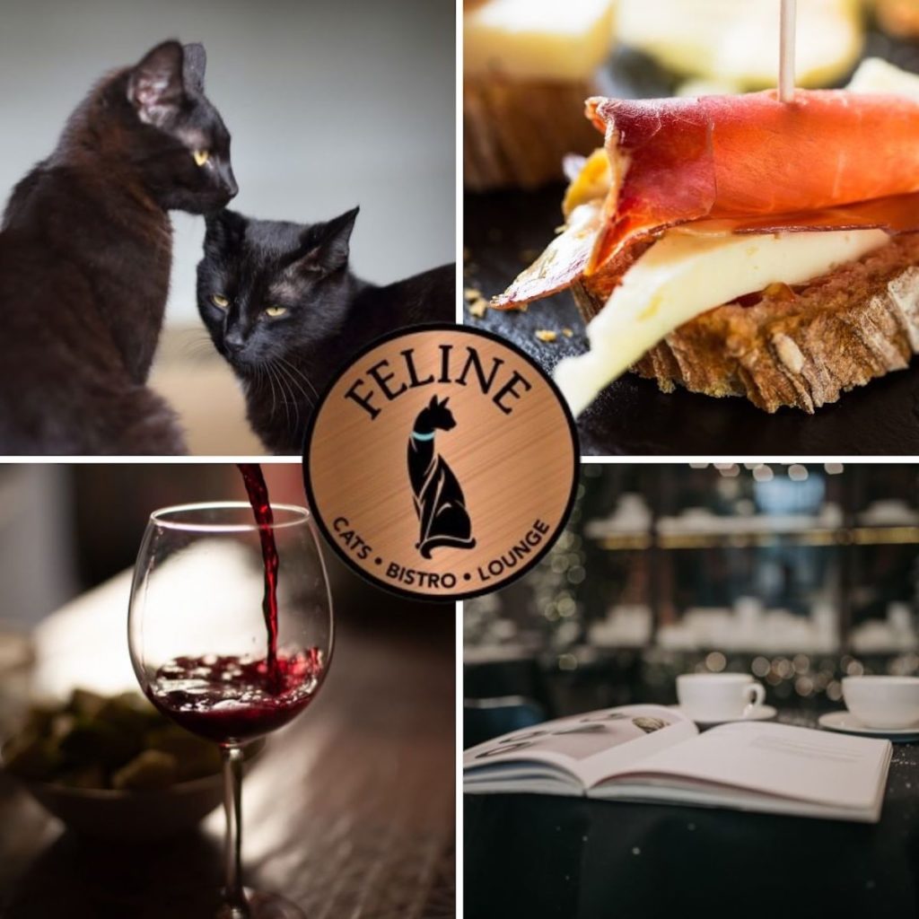 Tapas and Cat Adoption to Converge at Feline, Opening Spring 2023